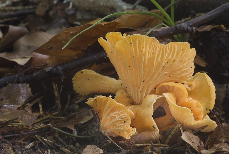 Cantharellus friesii